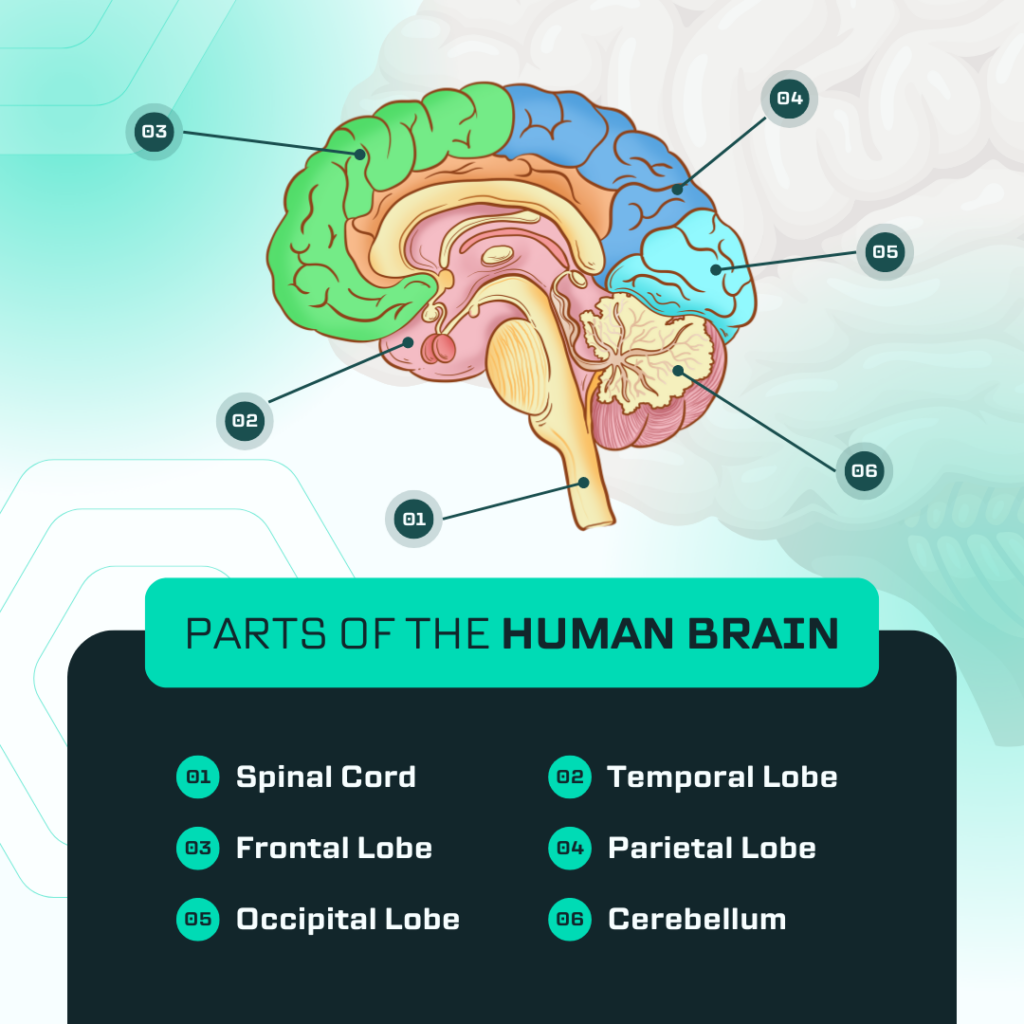 Brain Analogy